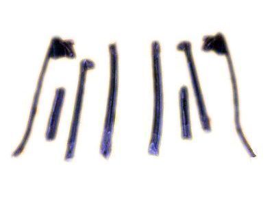 Toyota Solara Weather Strip - 62384-06010